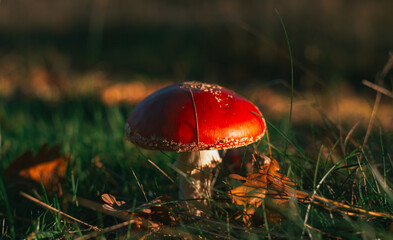 fly agaric mushroom