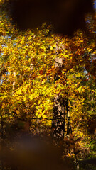 autumn leaves reflecting in water