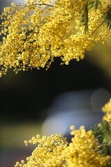 Yellow Mimosa Flowers in Bloom