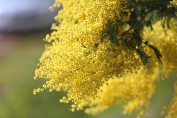 Yellow Mimosa Flowers in Bloom