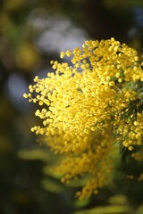 Yellow Mimosa Flowers in Bloom