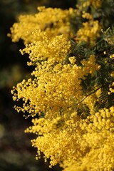 Yellow Mimosa Flowers in Bloom