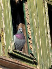 Pigeon at the window