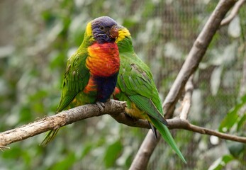 Rainbow lorikeet