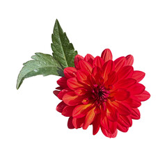 Dahlia flower head with leaves, delicate garden plant in blossom for floral arrangement, card, wedding design, collage, frame creation, isolated object cut out with clipping path, soft selective focus