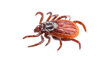 Tick on white background