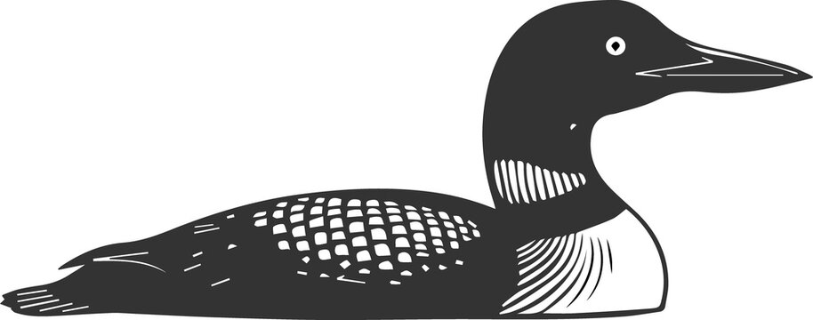 Elegant black and white vector illustration of a common loon swimming gracefully