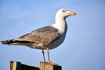 Herring gull perched on a wooden breakwater on the Baltic Sea coast