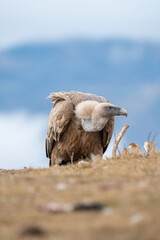 Griffon vulture (Gyps fulvus) photographed in Spain
