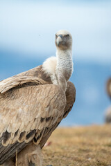 Griffon vulture (Gyps fulvus) photographed in Spain