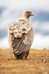 Griffon vulture (Gyps fulvus) photographed in Spain