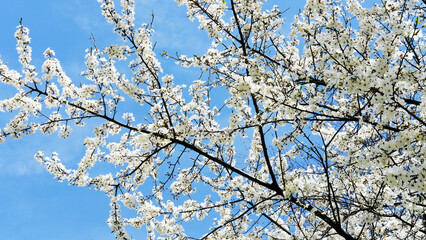 Blossoming white flowers on tree branches against a clear blue sky, showcasing the beauty of nature in springtime, symbolizing renewal and growth
