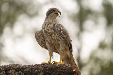 Common goshawk (Accipiter gentilis) photographed in Spain