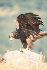 Golden eagle (Aquila chrysaetos) photographed in Spain