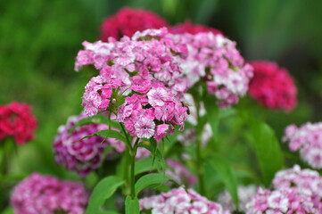 Carnation blooms on the flowerbed