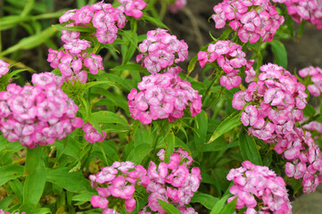 Carnation blooms on the flowerbed