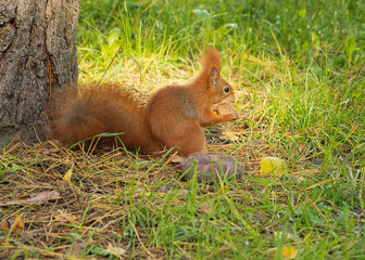 Rudzielec ze zdobyczą.