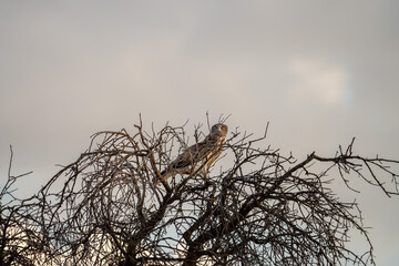 European short-toed eagle (Circaetus gallicus) photographed in Spain