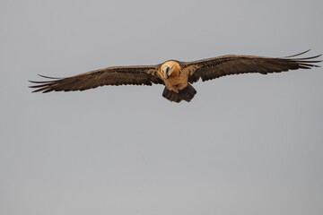 Bearded Vulture (Gypaetus barbatus) photographed in Spain