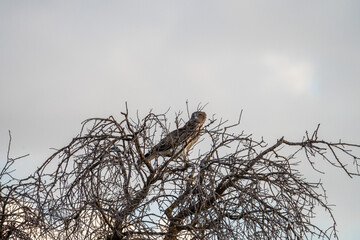 Fototapeta premium European short-toed eagle (Circaetus gallicus) photographed in Spain