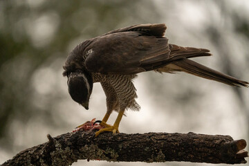 Common goshawk (Accipiter gentilis) photographed in Spain