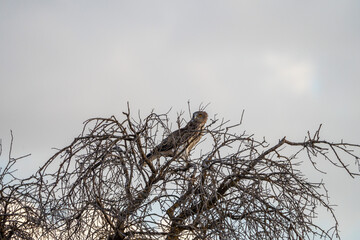 European short-toed eagle (Circaetus gallicus) photographed in Spain