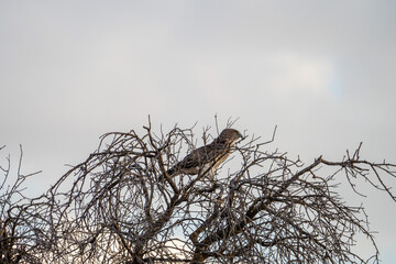 European short-toed eagle (Circaetus gallicus) photographed in Spain