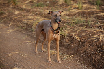 Focused Gaze of a Whippet