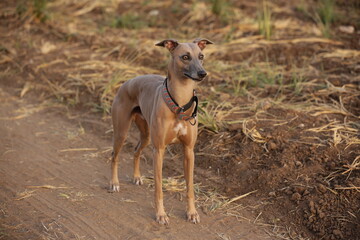 Focused Gaze of a Whippet