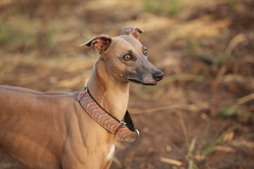 Focused Gaze of a Whippet