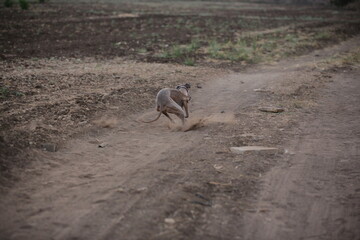 Sunset Chase on a Dusty Trail