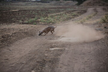 Sunset Chase on a Dusty Trail