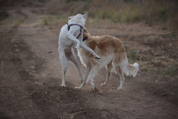 Fototapeta premium Russian Borzoi in the Field