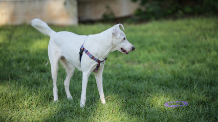 Obraz premium White Dog Close-up