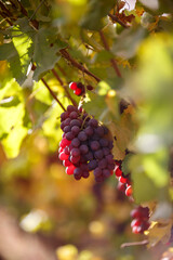 Red Grapes Hanging on Vine in Autumn Vineyard