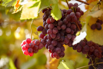 Red Grapes Hanging on Vine in Autumn Vineyard