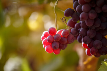 Red Grapes Hanging on Vine in Autumn Vineyard