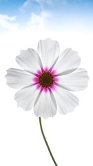 Single white flower against a sky