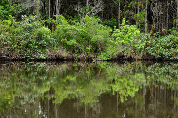  trees reflected in the water , brazil