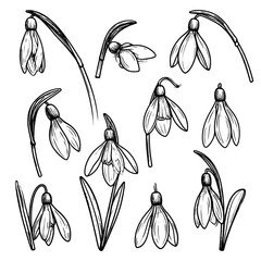 Set of hand-drawn snowdrops