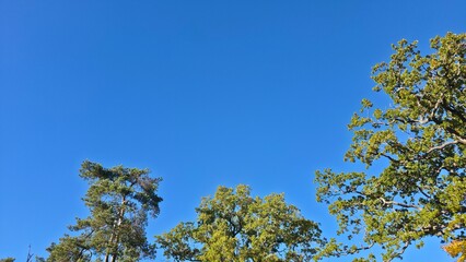 Obraz premium Bright blue sky above lush green trees in a tranquil landscape during daylight hours