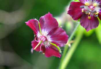 Geranium phaeum blooms in nature in spring forest