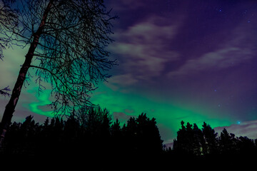 Dramatic Aurora Borealis Above Tree
