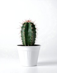 Small cactus in white pot