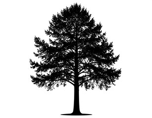 Silhouette of a tall evergreen tree