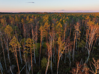 Aerial drone view of a vast Estonian bog forest with pine and birch trees at golden hour sunset.