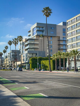 Contemporary residential buildings line Ocean Avenue in Santa Monica, California, with tall palm trees, green hedges, and a bike lane against blue sky