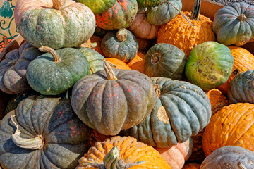 Assortment of odd and colorful pumpkins