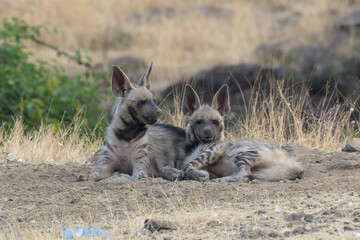 striped hyena_PAP0073_1.jpg
