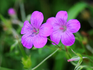 Fototapeta premium Marsh geranium (Geranium palustre) grows in nature